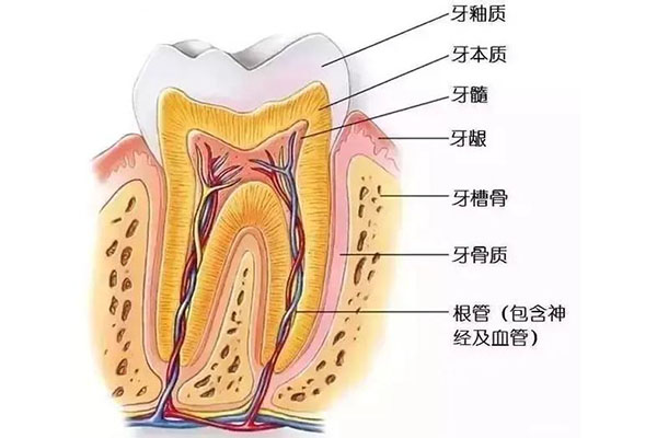 中年人掉牙齿是什么引起的呢(中年人掉牙齿是什么引起的呢怎么治疗)