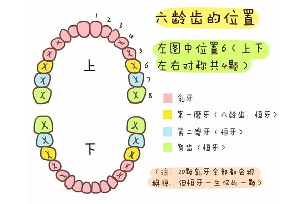 儿童六龄牙位置(儿童六龄牙位置靠前怎么办)