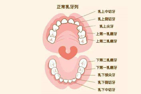 牙齿旁边长了个小牙齿叫什么(牙齿旁边长了个小牙齿叫什么名字)