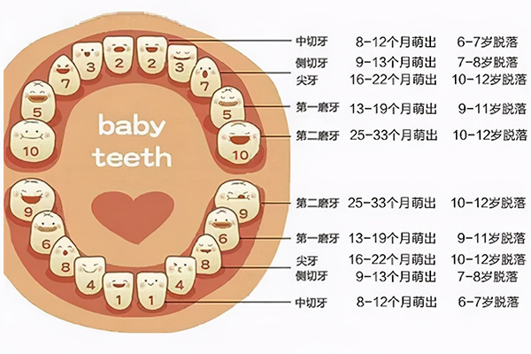 六龄牙先长还是先换牙(六龄牙先长还是先换牙齿)