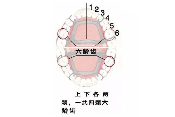 六龄齿几岁出牙最好(六龄齿几岁出牙最好拔)