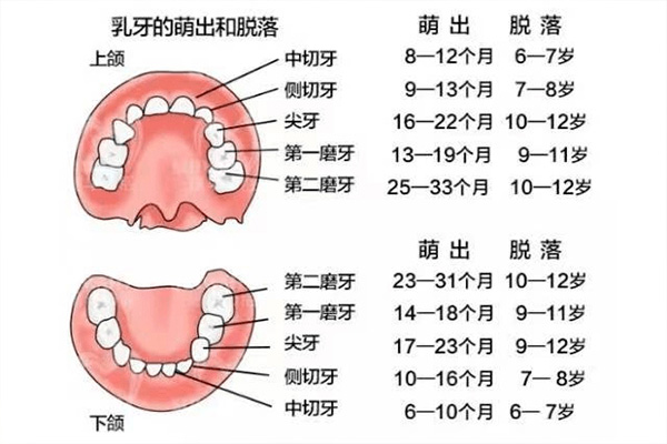 牙龈后面长了个小疙瘩不痛不痒怎么办(牙龈后面长了个小疙瘩不痛不痒怎么办