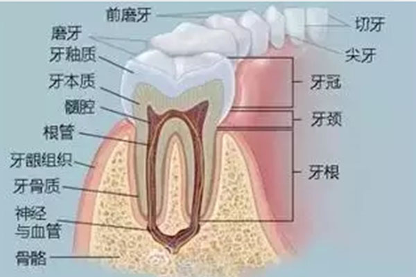 慢性根尖炎自愈要多久才好(慢性根尖炎自愈要多久才好转)