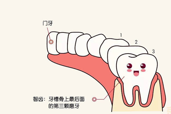 最后一颗智齿疼,怎么处理(最后一颗智齿疼怎么办)