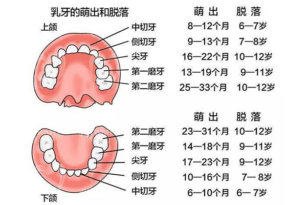 七岁半没长六龄牙怎么办(七岁半没长