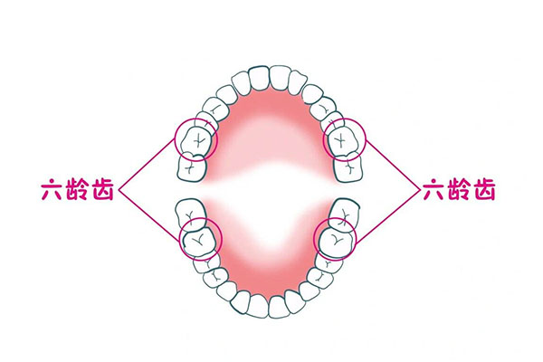 六龄齿一共有几颗正常的牙(六龄齿一共有几颗正常的牙齿图片)