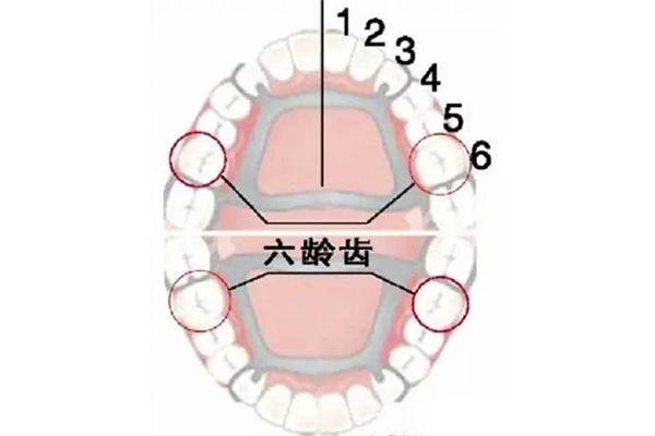 孩子六龄牙是哪颗牙(孩子六龄牙是哪