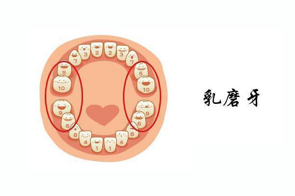 六龄齿指的是哪些牙齿呢(六龄齿指的是哪些牙齿呢)