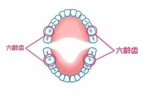 8岁六龄齿在哪个位置(八岁长六龄齿)
