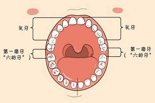 后槽牙长了个小牙齿是怎么回事啊吃