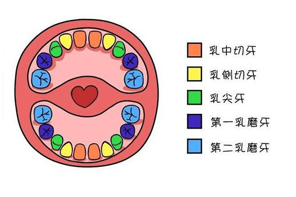 后槽牙后面长个小肉球(后槽牙后面长